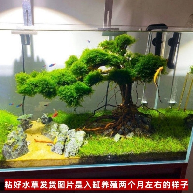 Professioneel ecologisch houte - Resin Art With Wood recensie en prijs