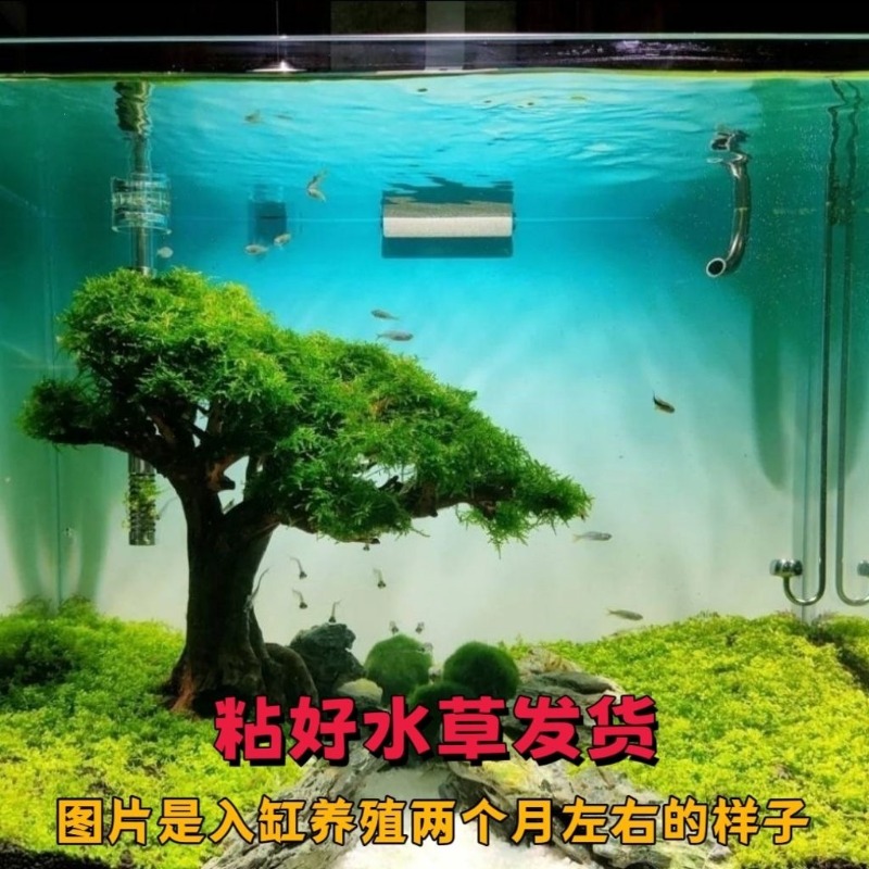 Professioneel ecologisch houte - Resin Art With Wood recensie en prijs